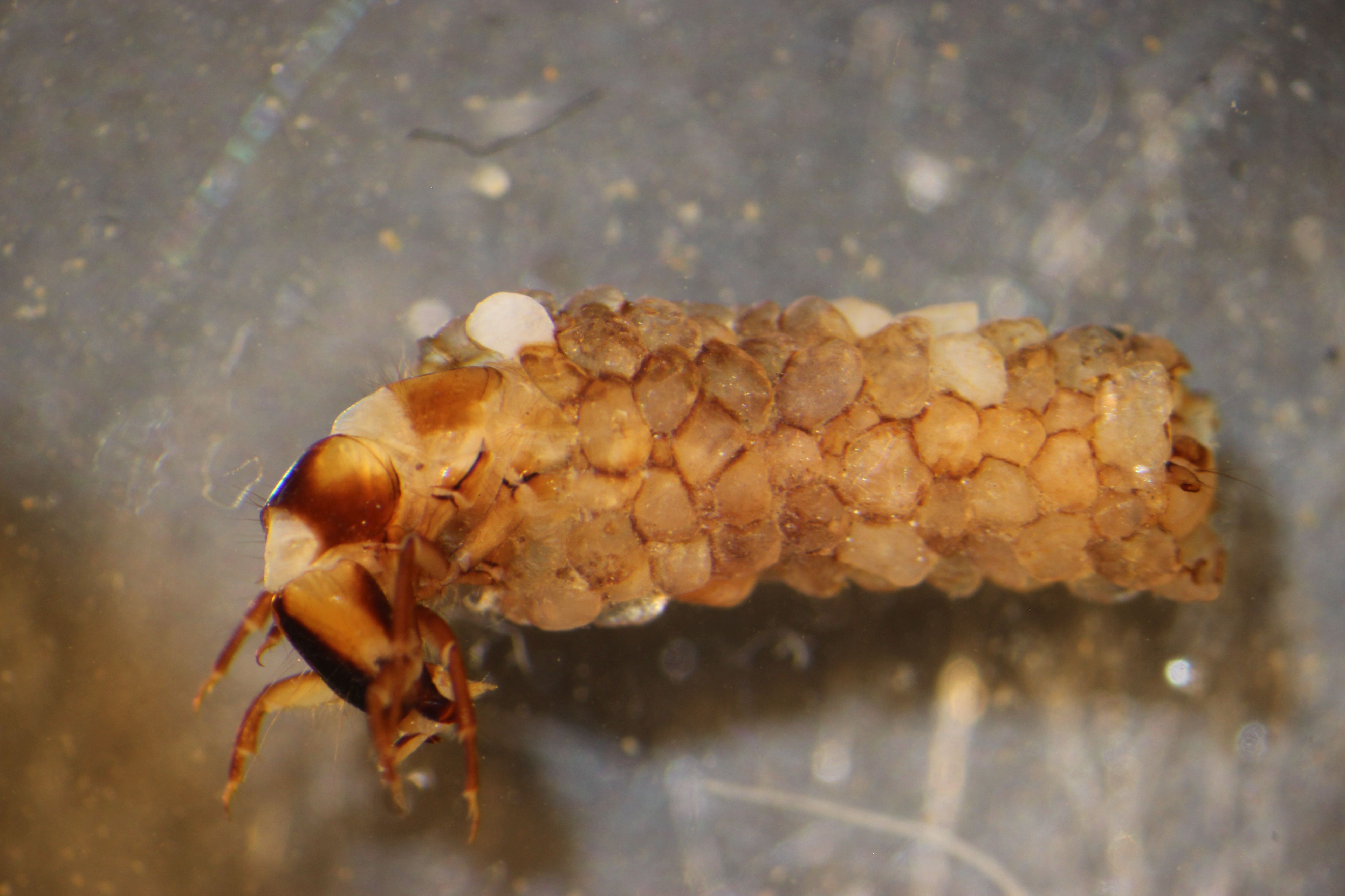odontoceridae